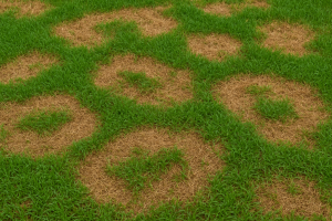 Brown Patch vs. Dollar Spot: How to Identify Lawn Fungus in Texas