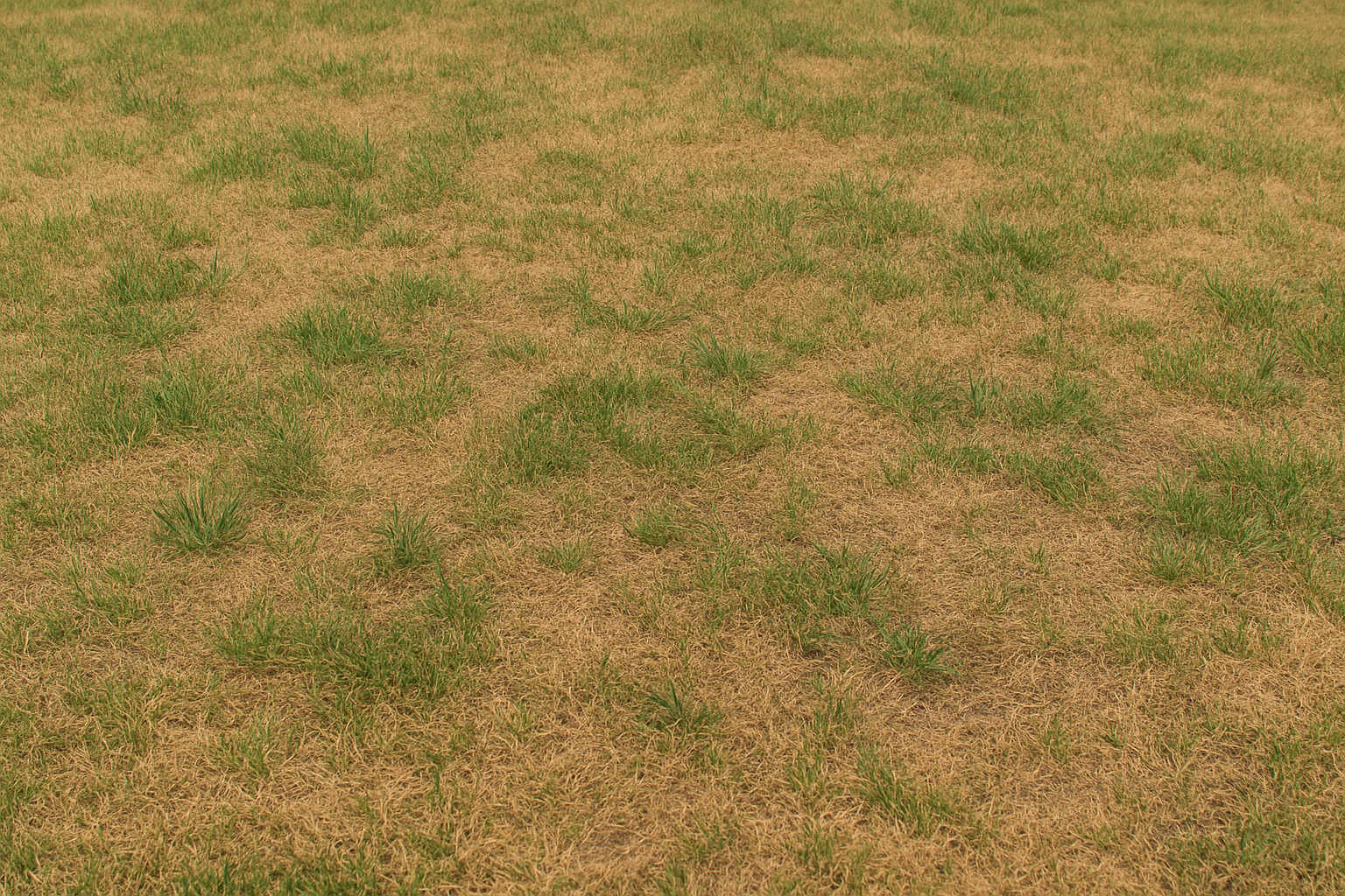 Drought stress in a North Texas lawn