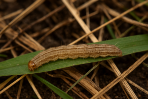 Top 7 Lawn Pests That Damage North Texas Yards