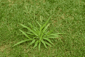 How to Control Crabgrass in North Texas Lawns