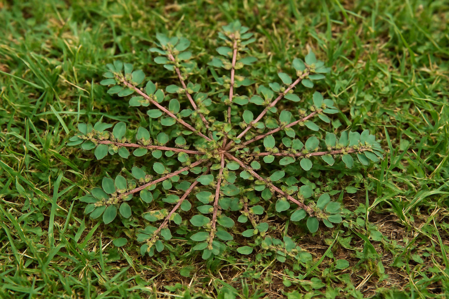 Spurge in a Texas lawn