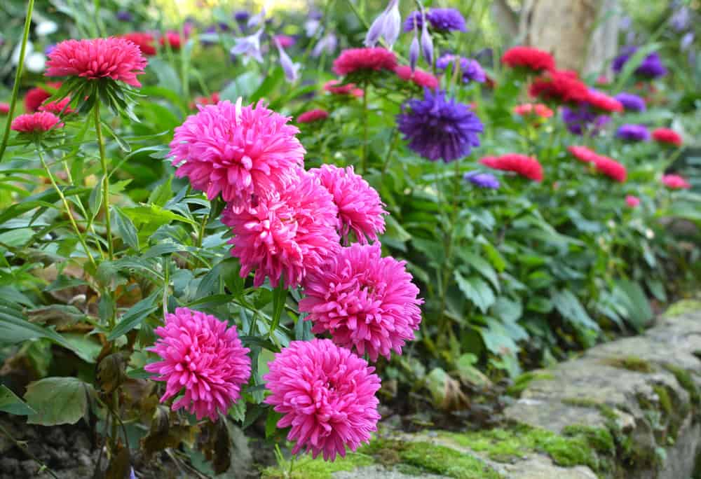 Fall planting of perennials in a North Texas garden