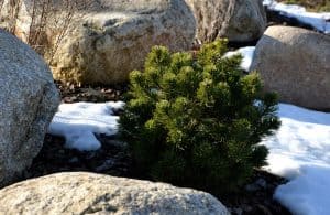 Winter Mulching Tips for North Texas Beds & Shrubs