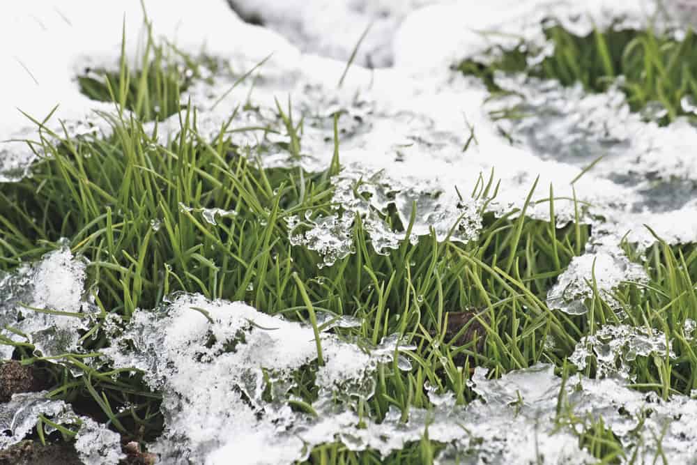 Early warning signs of winter lawn stress in North Texas