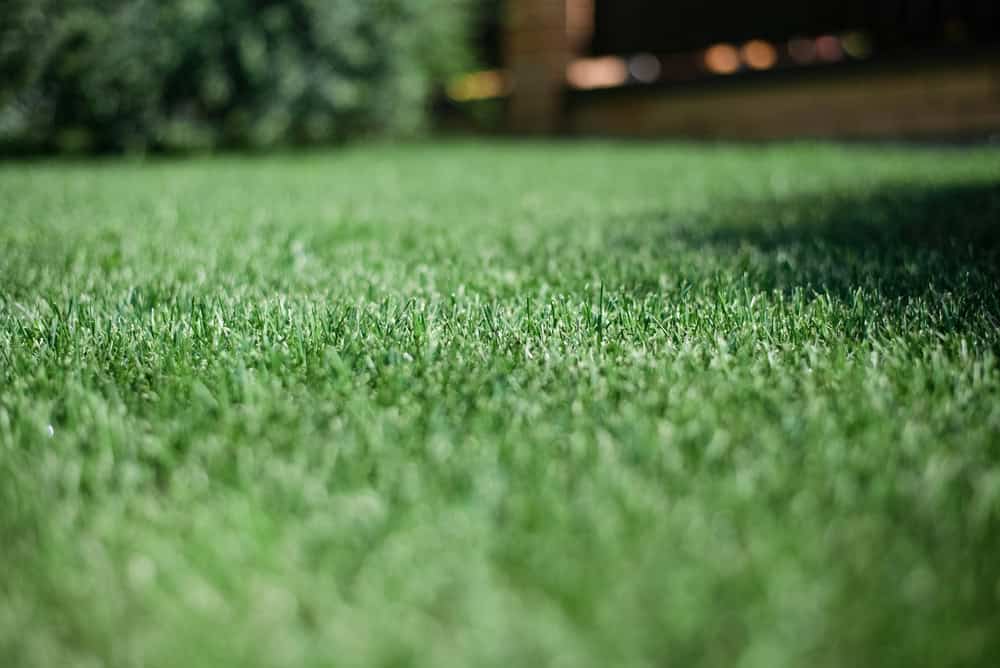 Seasonal lawn fertilization plan