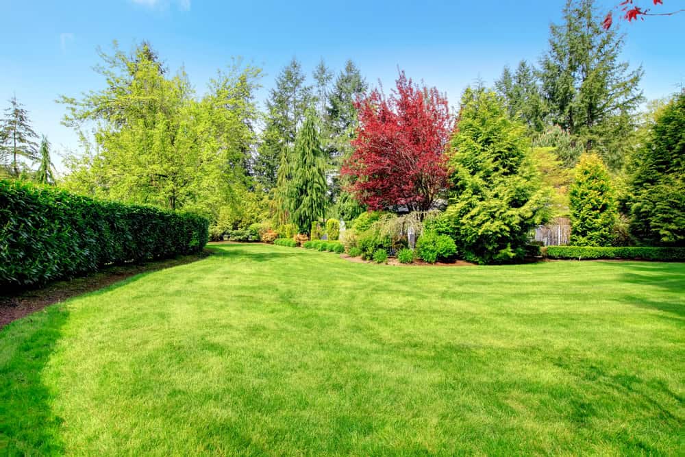 Healthy green lawn in Keller
