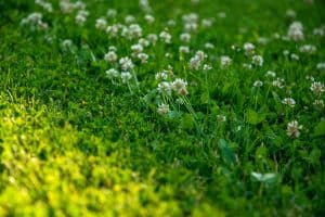 Seasonal Weed Prevention Schedule for North Texas Lawns