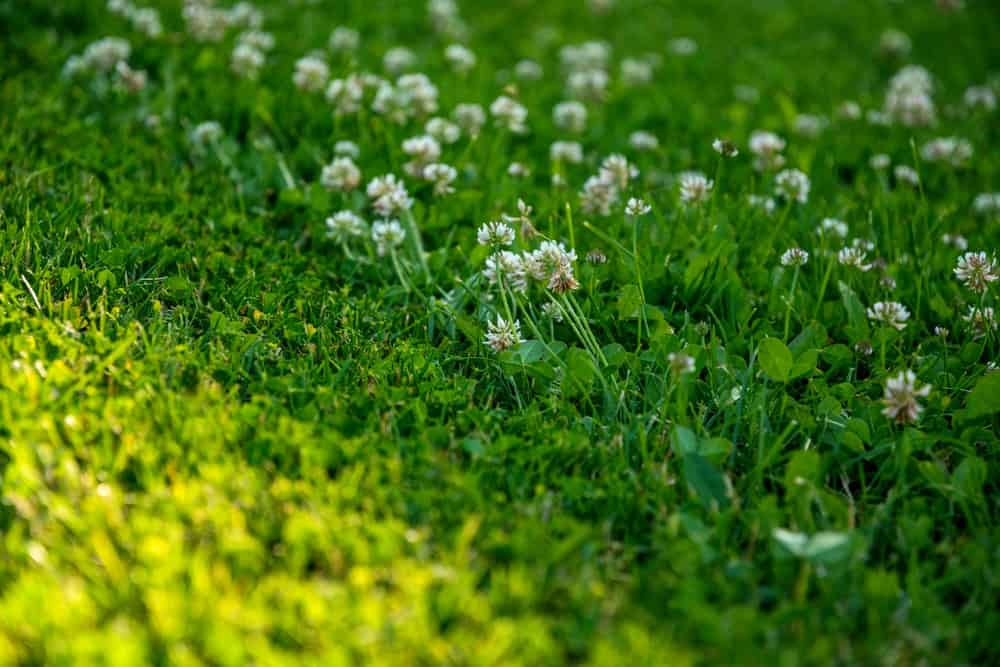 Common weeds in a North Texas lawn