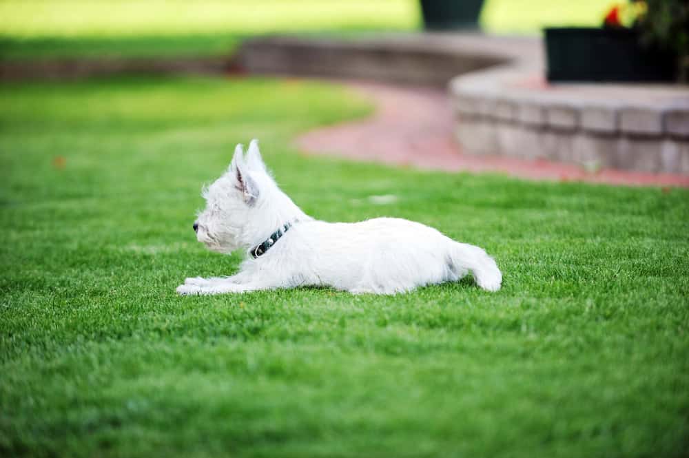 Clean, healthy lawn after professional pet waste removal in Keller TX