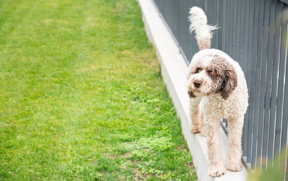 Routine pet waste cleanup protecting lawn and soil health