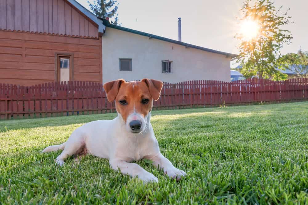 Flexible pet waste removal service options in Keller TX