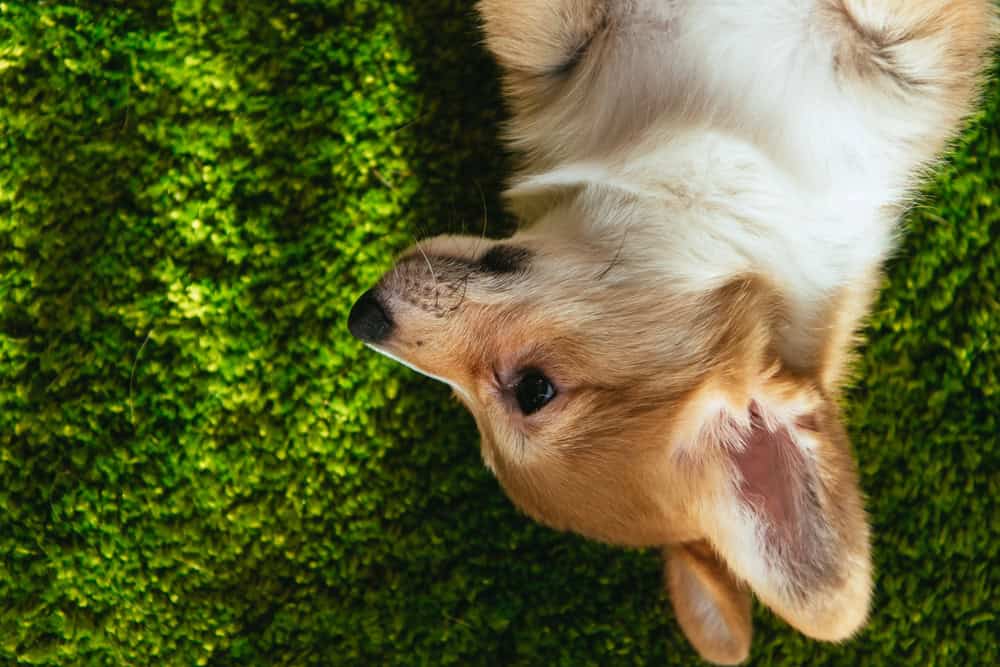 Pet-friendly landscaping built for durability in North Texas yards