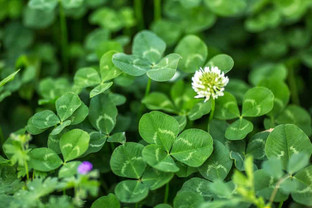 Clover in a Texas lawn