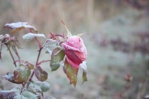 December Warm Spells & Landscape Stress in North Texas