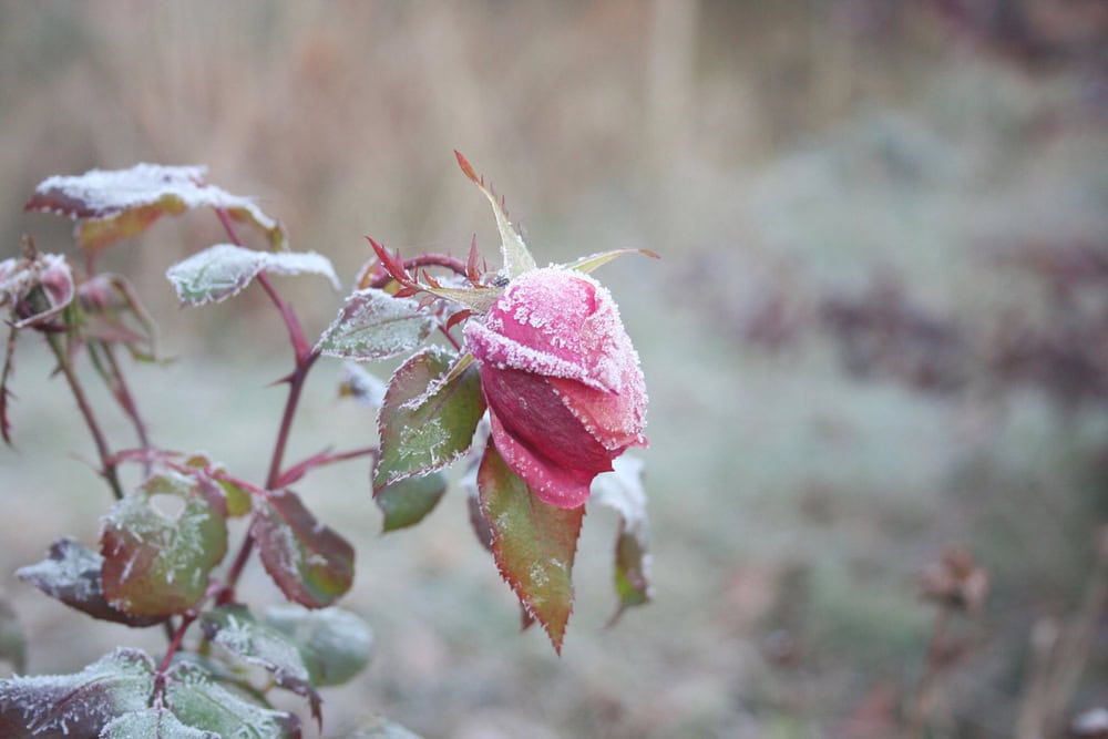 December warm spell stressing a North Texas landscape
