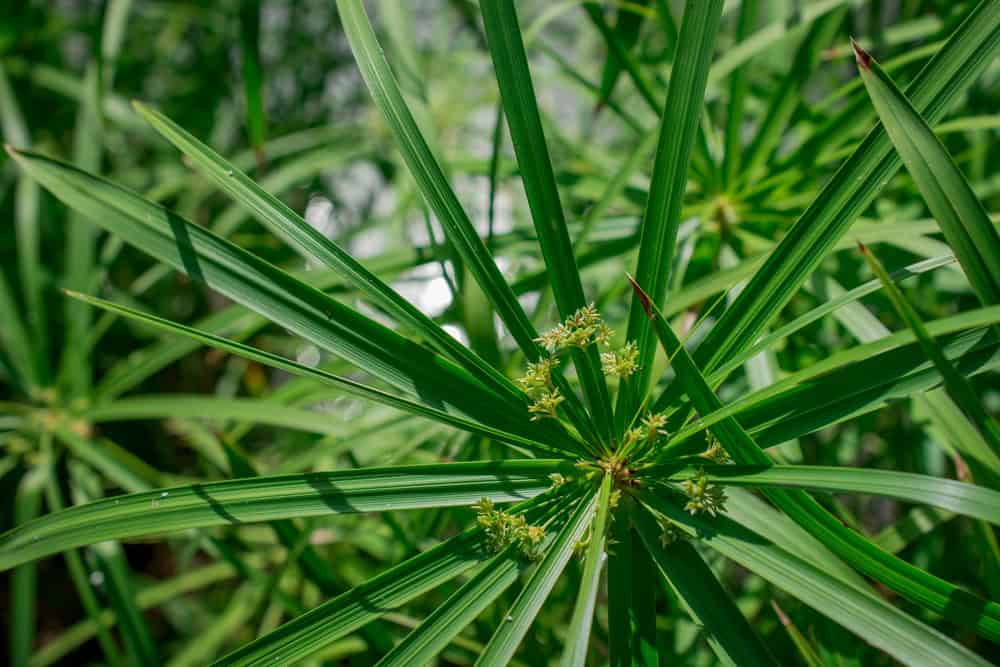 Early signs of summer weeds in a North Texas lawn
