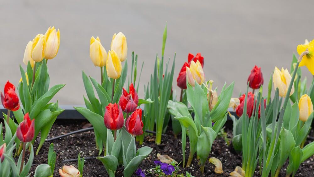 Spring flower bed refresh in a North Texas yard