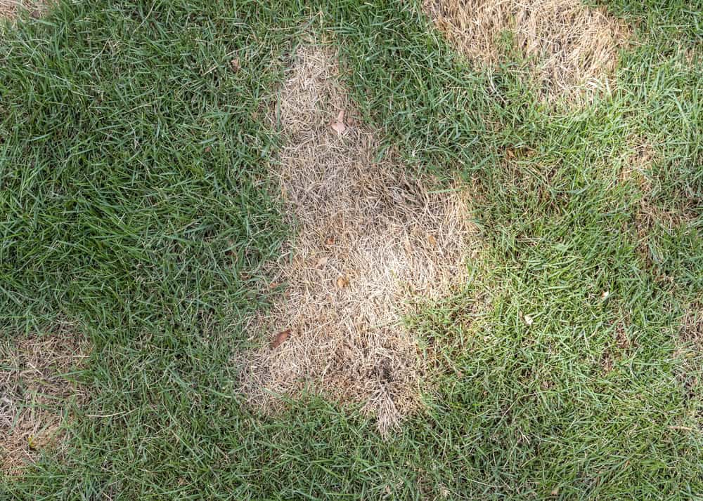 Identifying brown spots in lawns