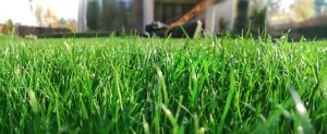 Lawn Mowing & Lawn Care Near Me | Keller, Southlake, Colleyville TX