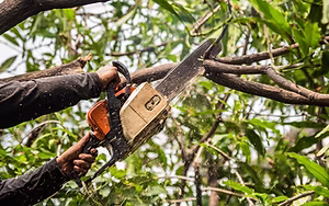 Tree trimming and removal service